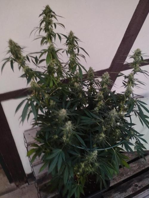 PMK (tester) - Dutch Passion. Week 19