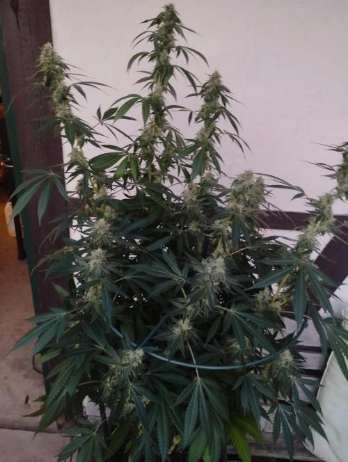 PMK (tester) - Dutch Passion. Week 19