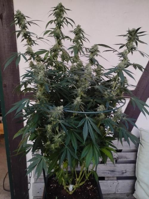 PMK (tester) - Dutch Passion. Week 19