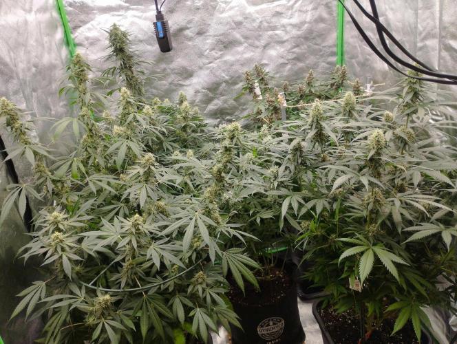 PMK (tester) - Dutch Passion. Week 19