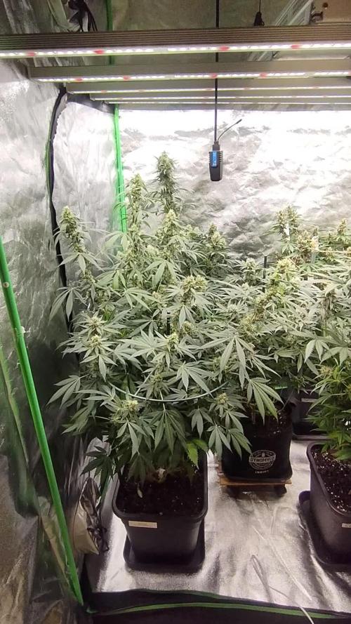 PMK (tester) - Dutch Passion