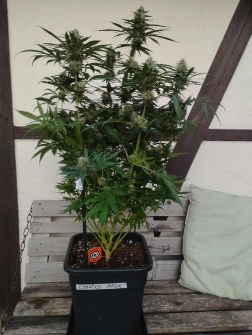 Cookies Haze - Kannabia. Week 15