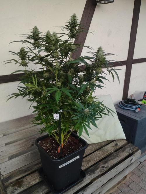 Cookies Haze - Kannabia. Week 15