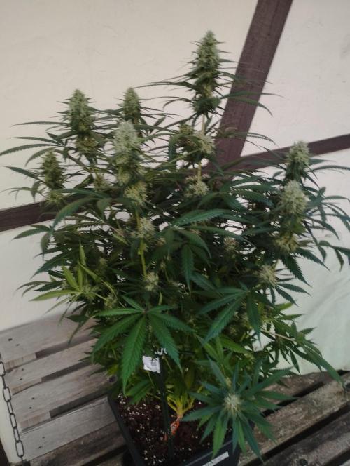 Cookies Haze - Kannabia. Week 15