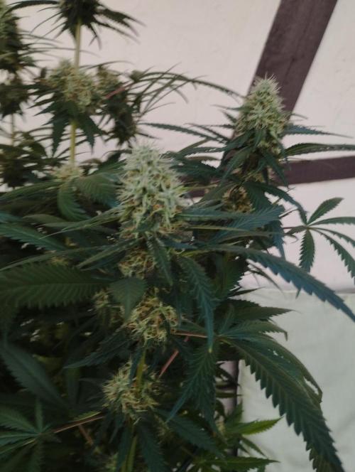 Cookies Haze - Kannabia. Week 15