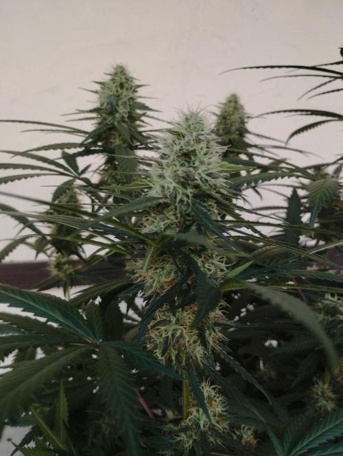 Cookies Haze - Kannabia. Week 15