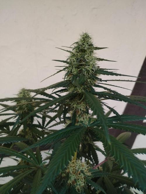Cookies Haze - Kannabia. Week 15