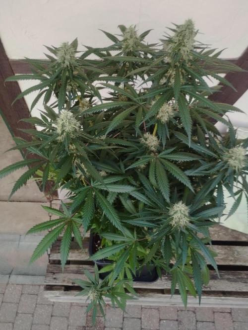 Cookies Haze - Kannabia. Week 15