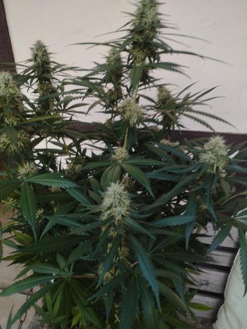 Cookies Haze - Kannabia. Week 15