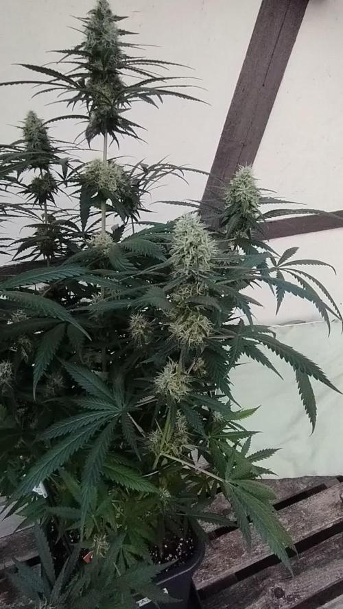 Cookies Haze - Kannabia