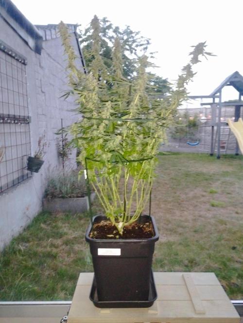 PMK (tester) - Dutch Passion. Week 20