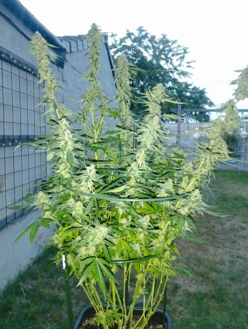 PMK (tester) - Dutch Passion. Week 20