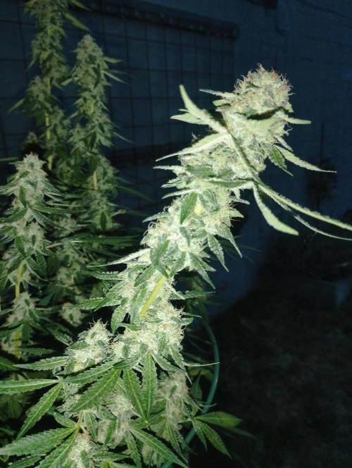 PMK (tester) - Dutch Passion. Week 20