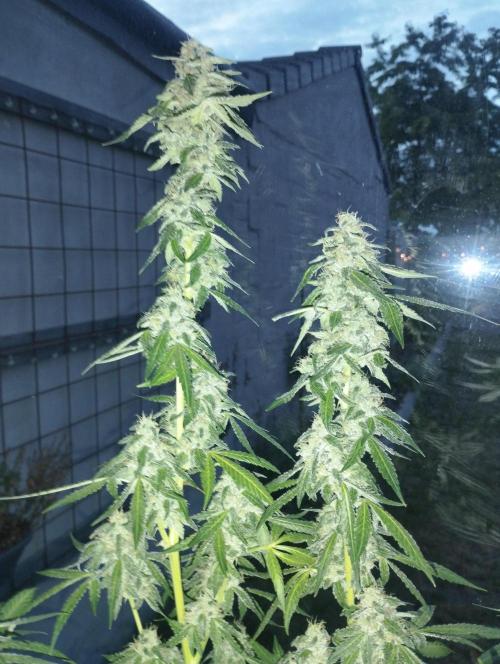 PMK (tester) - Dutch Passion. Week 20