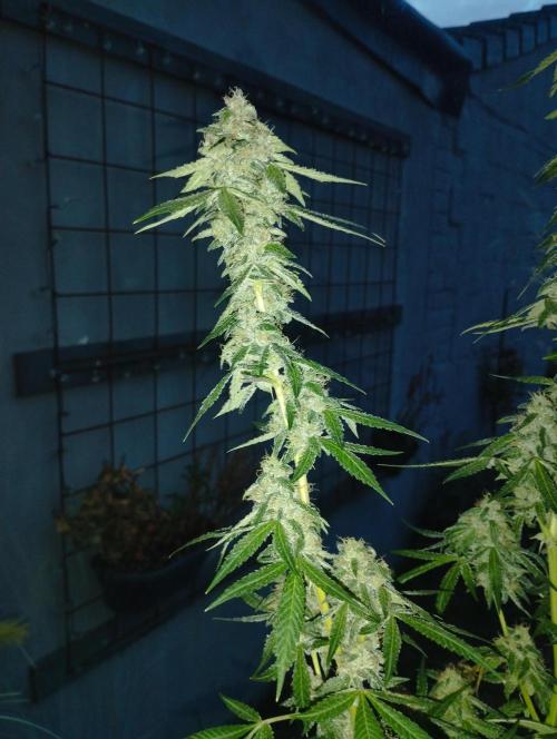 PMK (tester) - Dutch Passion. Week 20