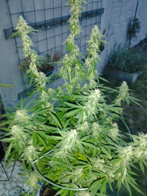 PMK (tester) - Dutch Passion. Week 20