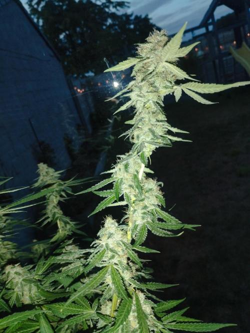 PMK (tester) - Dutch Passion. Week 20