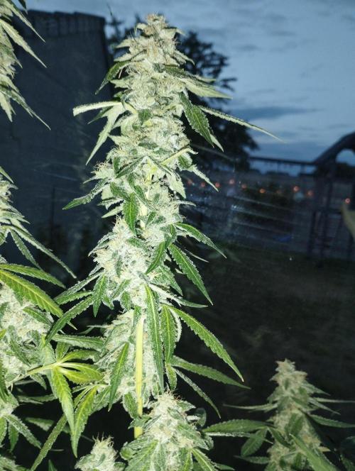 PMK (tester) - Dutch Passion. Week 20