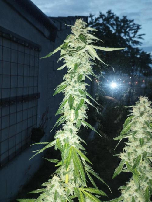 PMK (tester) - Dutch Passion. Week 20
