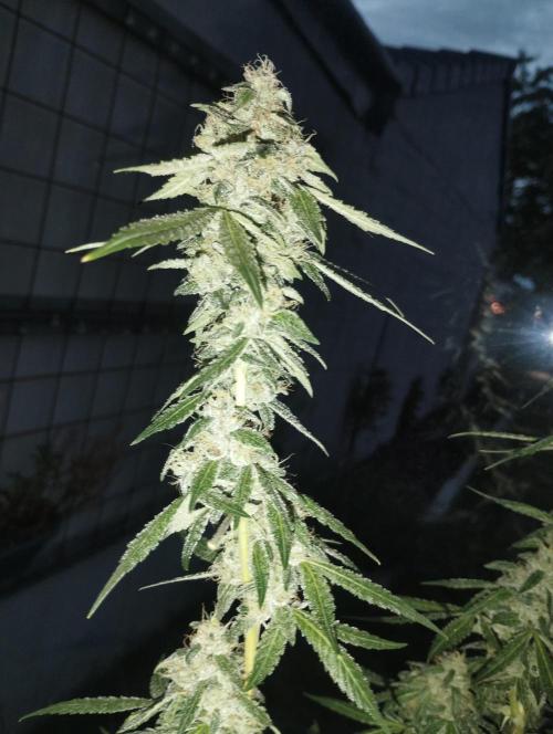 PMK (tester) - Dutch Passion. Week 20