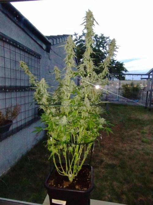 PMK (tester) - Dutch Passion. Week 20
