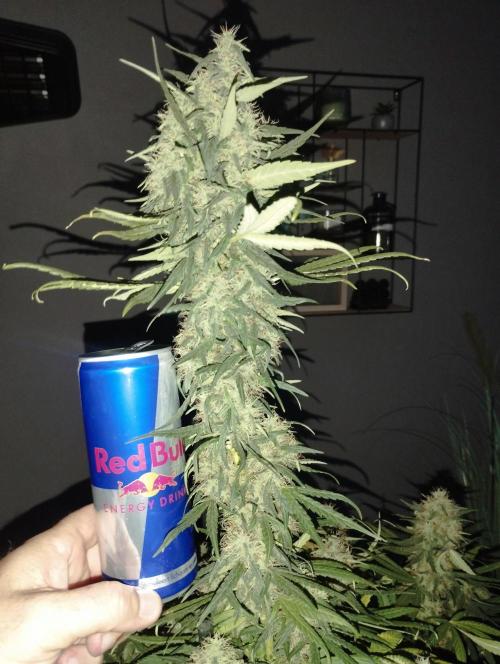 Apple Fritter - Kannabia. Week 16