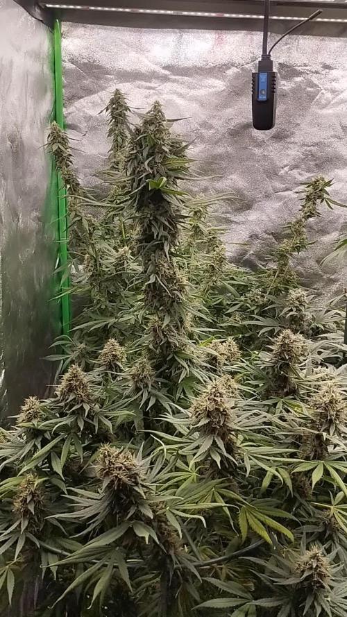 Apple Fritter - Kannabia