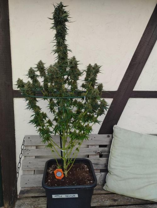 Apple Fritter - Kannabia. Week 16