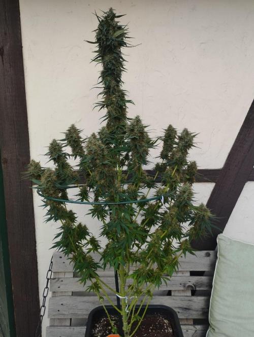Apple Fritter - Kannabia. Week 16