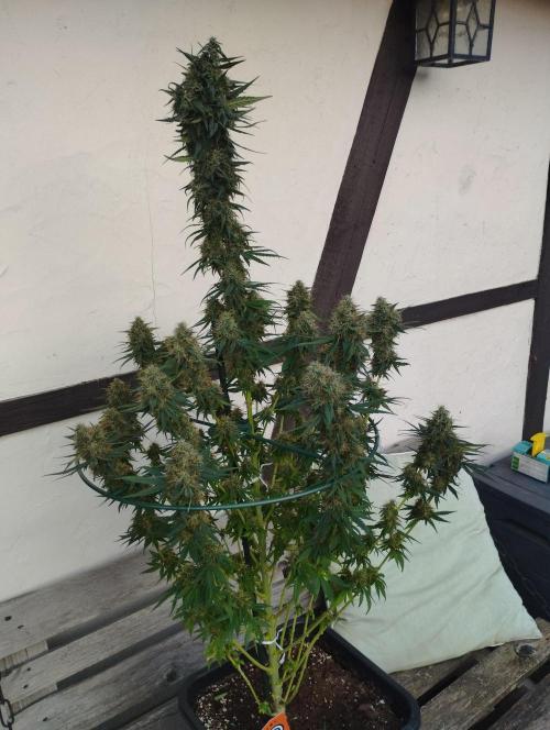 Apple Fritter - Kannabia. Week 16