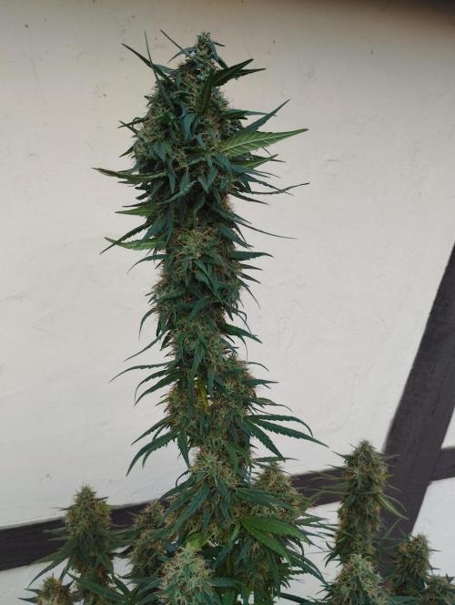 Apple Fritter - Kannabia. Week 16