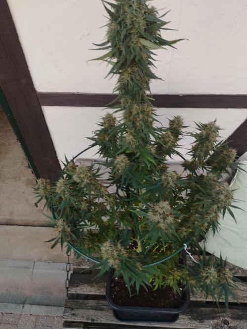 Apple Fritter - Kannabia. Week 16