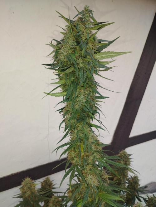 Apple Fritter - Kannabia. Week 16