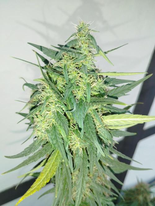 Apple Fritter - Kannabia. Week 16