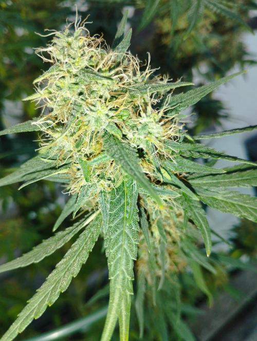 Apple Fritter - Kannabia. Week 16