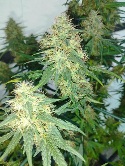 Apple Fritter - Kannabia. Week 16