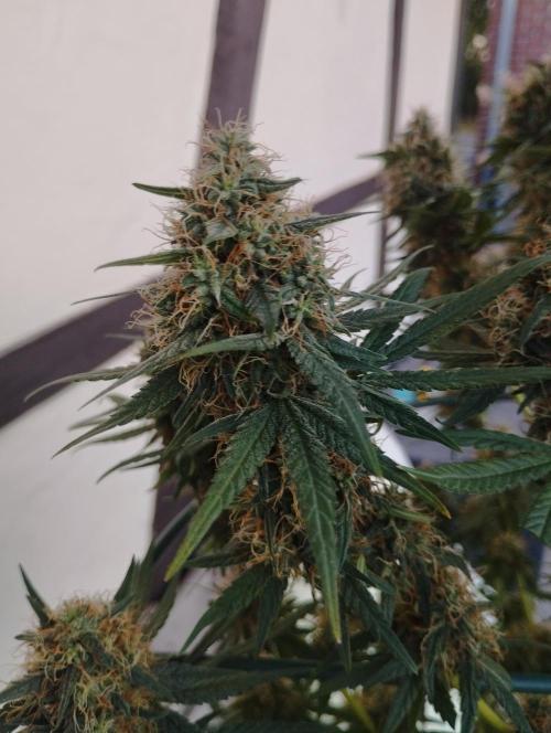 Apple Fritter - Kannabia. Week 16