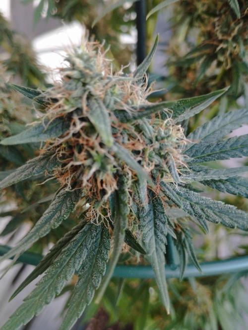 Apple Fritter - Kannabia. Week 16