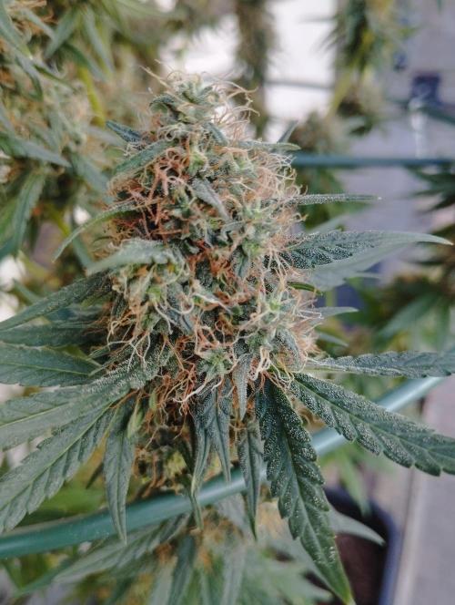 Apple Fritter - Kannabia. Week 16