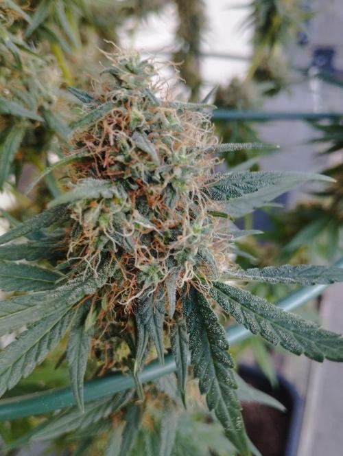Apple Fritter - Kannabia. Week 16