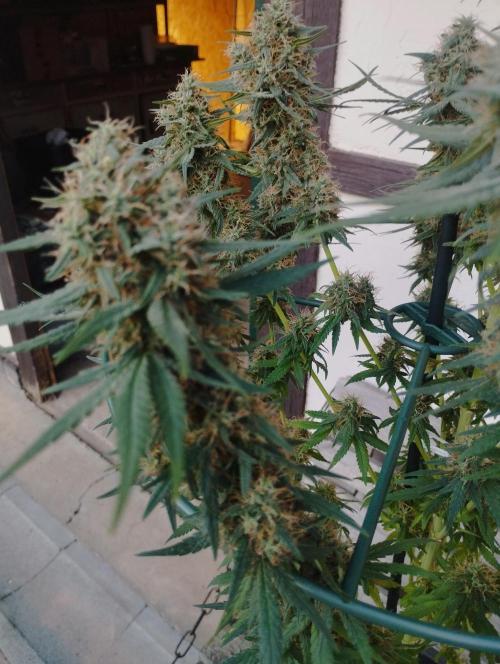 Apple Fritter - Kannabia. Week 16