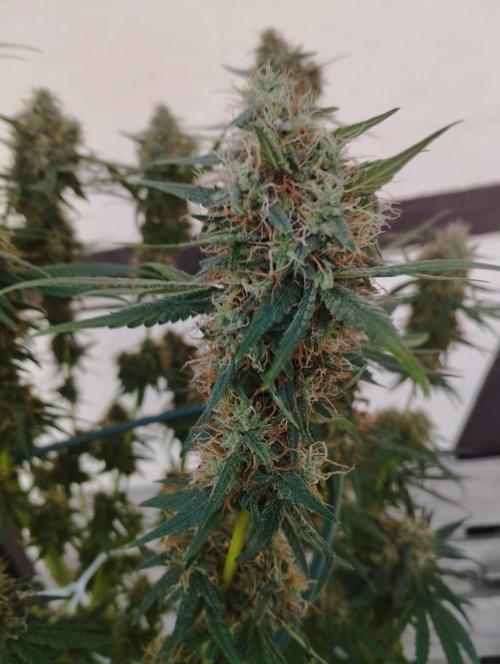 Apple Fritter - Kannabia. Week 16
