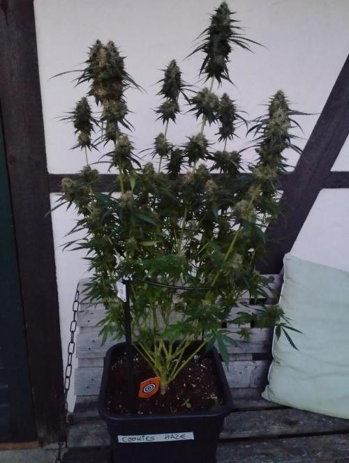 Cookies Haze - Kannabia. Week 16