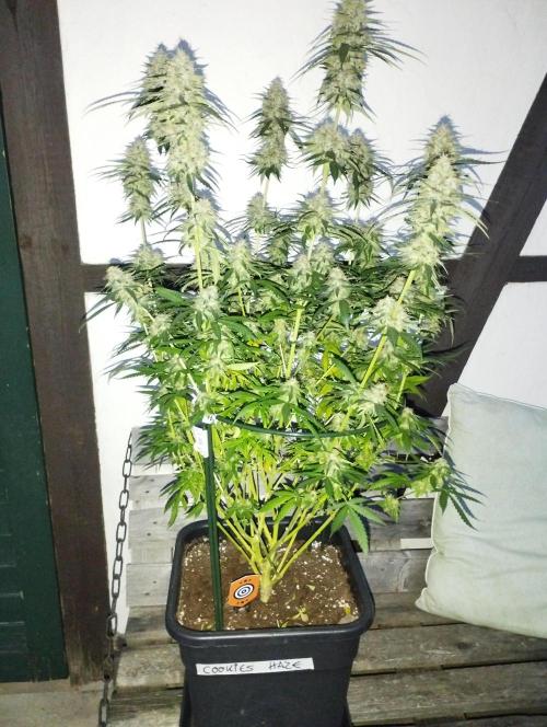 Cookies Haze - Kannabia. Week 16