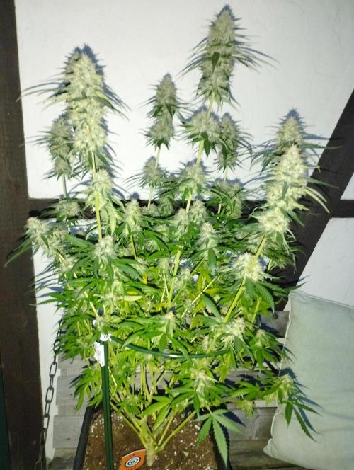 Cookies Haze - Kannabia. Week 16