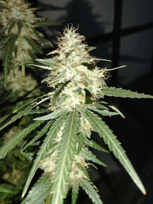 Cookies Haze - Kannabia. Week 16