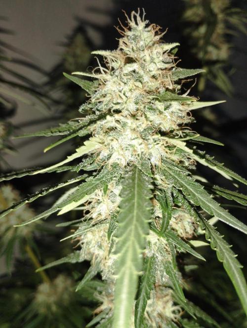 Cookies Haze - Kannabia. Week 16