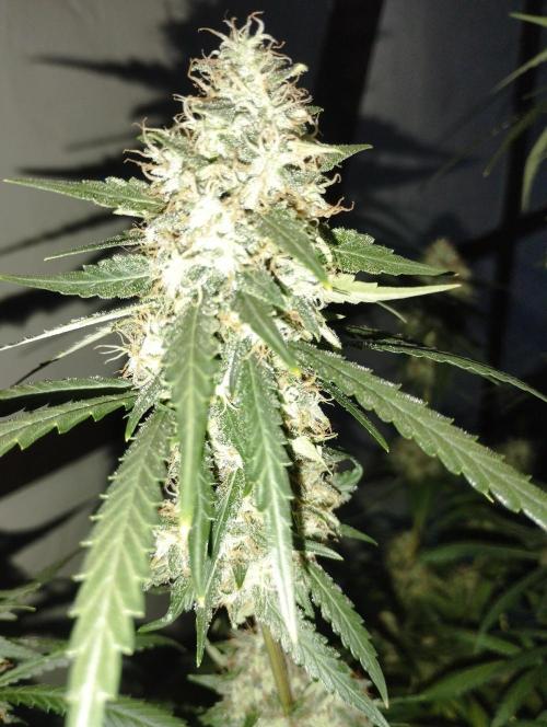 Cookies Haze - Kannabia. Week 16