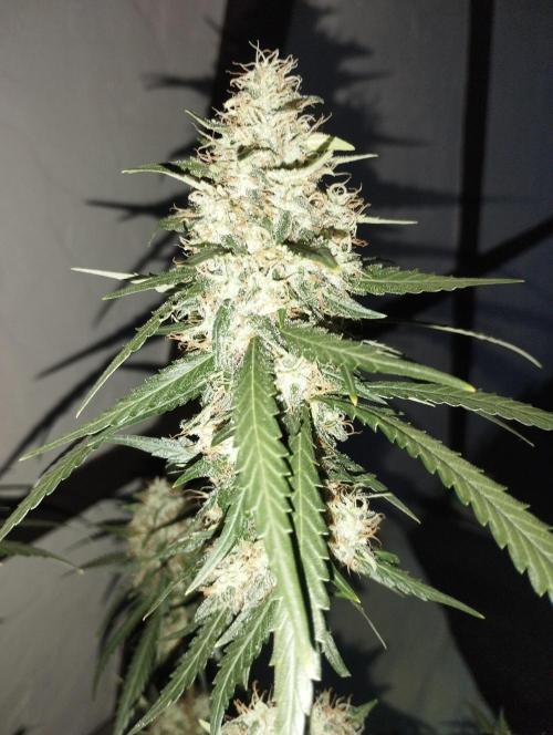 Cookies Haze - Kannabia. Week 16