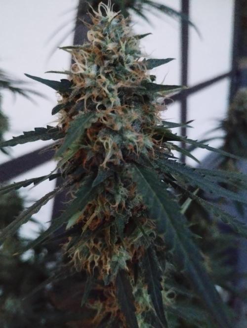Cookies Haze - Kannabia. Week 16